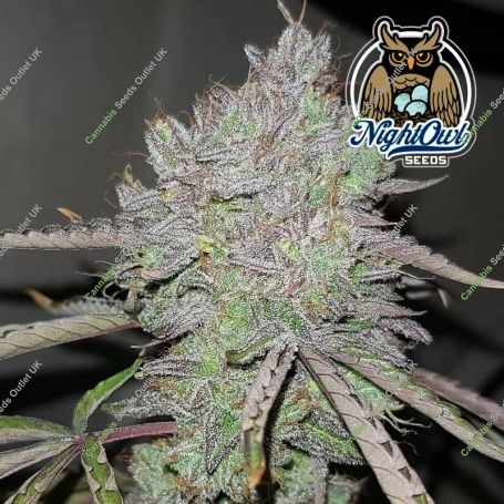 Tropical Wiz V.2 Auto Feminized Marijuana Strain by Dark Owl Seeds For Sale Online at Cannabis Seeds Outlet