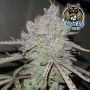 Tropical Wiz V.2 Auto Feminized Marijuana Strain by Dark Owl Seeds For Sale Online at Cannabis Seeds Outlet