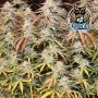 Tropical Wiz V.2 Auto Feminized by Dark Owl Seeds THC Content Potency Strength CBD Height Yield Flowering Time Indica Sativa Gen