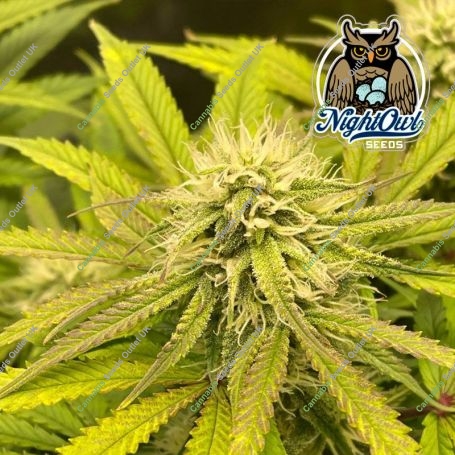 Spice Melange Auto Feminized Marijuana Strain by Dark Owl Seeds For Sale Online at Cannabis Seeds Outlet