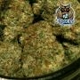 Dark Owl Seeds Spice Melange Auto Smoke Buds Weed Ganja Skunk Dope Pot Images Pics Nuggets