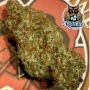 Spice Melange Auto Feminized by Dark Owl Seeds THC Content Potency Strength CBD Height Yield Flowering Time Indica Sativa Geneti