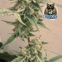 Queens Banner Auto Feminized by Dark Owl Seeds THC Content Potency Strength CBD Height Yield Flowering Time Indica Sativa Geneti