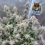 Dark Owl Seeds Queens Banner Auto Smoke Buds Weed Ganja Skunk Dope Pot Images Pics Nuggets