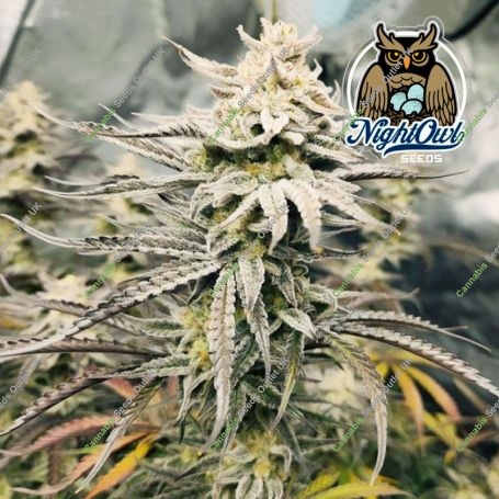 Queens Banner Auto Feminized Marijuana Strain by Dark Owl Seeds For Sale Online at Cannabis Seeds Outlet