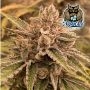 Dark Owl Seeds Pre 98 Episode 1 F4 Auto Smoke Buds Weed Ganja Skunk Dope Pot Images Pics Nuggets