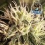 Pre 98 Episode 1 F4 Auto Feminized by Dark Owl Seeds THC Content Potency Strength CBD Height Yield Flowering Time Indica Sativa 