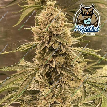 Pre 98 Episode 1 F4 Auto Feminized Marijuana Strain by Dark Owl Seeds For Sale Online at Cannabis Seeds Outlet