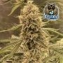 Pre 98 Episode 1 F4 Auto Feminized Marijuana Strain by Dark Owl Seeds For Sale Online at Cannabis Seeds Outlet
