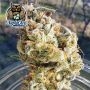 Dark Owl Seeds Popesicle Auto Smoke Buds Weed Ganja Skunk Dope Pot Images Pics Nuggets