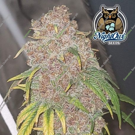 Popesicle Auto Feminized Marijuana Strain by Dark Owl Seeds For Sale Online at Cannabis Seeds Outlet