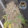 Popesicle Auto Feminized Marijuana Strain by Dark Owl Seeds For Sale Online at Cannabis Seeds Outlet