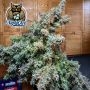 Popesicle Auto Feminized by Dark Owl Seeds THC Content Potency Strength CBD Height Yield Flowering Time Indica Sativa Genetics