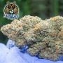 Dark Owl Seeds Outlier Z Auto Smoke Buds Weed Ganja Skunk Dope Pot Images Pics Nuggets