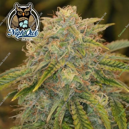 Outlier Z Auto Feminized Marijuana Strain by Dark Owl Seeds For Sale Online at Cannabis Seeds Outlet
