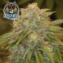 Outlier Z Auto Feminized Marijuana Strain by Dark Owl Seeds For Sale Online at Cannabis Seeds Outlet
