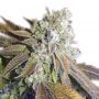 Wedding Cake Female Outlet Cannabis Seeds