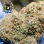 Outlier Z Auto Feminized by Dark Owl Seeds THC Content Potency Strength CBD Height Yield Flowering Time Indica Sativa Genetics