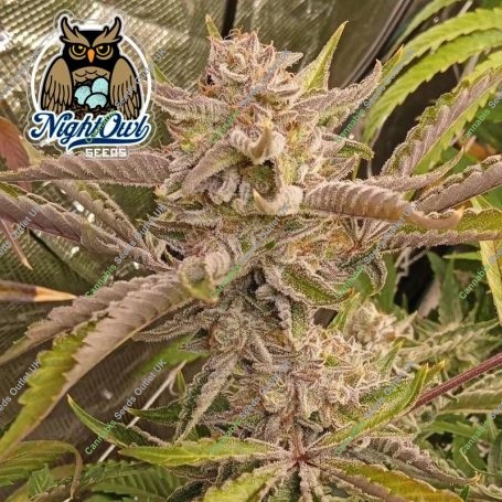 Dark Owl Seeds Cannabis Strain Outlier C Auto Feminized Marijuana Seeds Original Collector Souvenir Authentic Packaging Packs