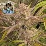 Dark Owl Seeds Cannabis Strain Outlier C Auto Feminized Marijuana Seeds Original Collector Souvenir Authentic Packaging Packs