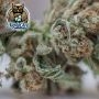 Outlier C Auto Feminized by Dark Owl Seeds THC Content Potency Strength CBD Height Yield Flowering Time Indica Sativa Genetics