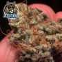 Dark Owl Seeds Outlier C Auto Smoke Buds Weed Ganja Skunk Dope Pot Images Pics Nuggets