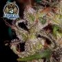 Dark Owl Seeds Mango Isle F2 Auto Smoke Buds Weed Ganja Skunk Dope Pot Images Pics Nuggets