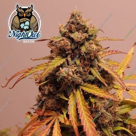 Mango Isle F2 Auto Feminized Marijuana Strain by Dark Owl Seeds For Sale Online at Cannabis Seeds Outlet
