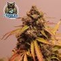 Mango Isle F2 Auto Feminized Marijuana Strain by Dark Owl Seeds For Sale Online at Cannabis Seeds Outlet