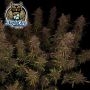 Mango Isle F2 Auto Feminized by Dark Owl Seeds THC Content Potency Strength CBD Height Yield Flowering Time Indica Sativa Geneti