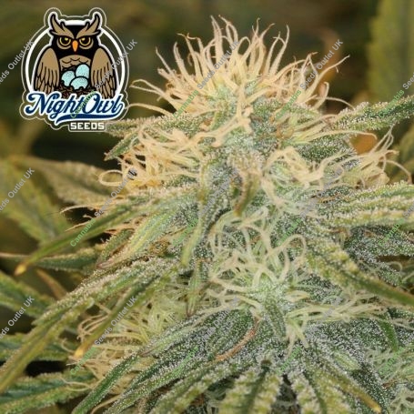 Dessert Isle Auto Feminized Marijuana Strain by Dark Owl Seeds For Sale Online at Cannabis Seeds Outlet