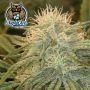 Dessert Isle Auto Feminized Marijuana Strain by Dark Owl Seeds For Sale Online at Cannabis Seeds Outlet