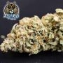 Dessert Isle Auto Feminized by Dark Owl Seeds THC Content Potency Strength CBD Height Yield Flowering Time Indica Sativa Genetic