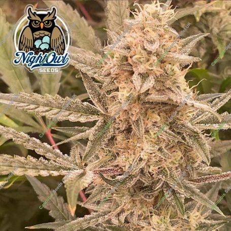 Cookies n Creamix Auto Feminized Marijuana Strain by Dark Owl Seeds For Sale Online at Cannabis Seeds Outlet