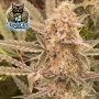 Cookies n Creamix Auto Feminized Marijuana Strain by Dark Owl Seeds For Sale Online at Cannabis Seeds Outlet
