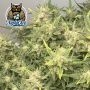 Dark Owl Seeds Cookies n Creamix Auto Smoke Buds Weed Ganja Skunk Dope Pot Images Pics Nuggets