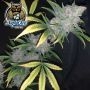 Cookies n Creamix Auto Feminized by Dark Owl Seeds THC Content Potency Strength CBD Height Yield Flowering Time Indica Sativa Ge