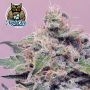 Dark Owl Seeds Blue Sprayed Shoes Remix Auto Smoke Buds Weed Ganja Skunk Dope Pot Images Pics Nuggets