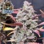 Blue Sprayed Shoes Remix Auto Feminized Marijuana Strain by Dark Owl Seeds For Sale Online at Cannabis Seeds Outlet