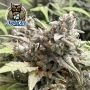 Blue Sprayed Shoes Remix Auto Feminized by Dark Owl Seeds THC Content Potency Strength CBD Height Yield Flowering Time Indica Sa