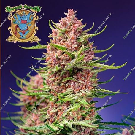 Strawberry Cola Sherbet F1 Fast V Marijuana Strain by Sweet Seeds For Sale Online at Cannabis Seeds Outlet