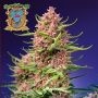Strawberry Cola Sherbet F1 Fast V Marijuana Strain by Sweet Seeds For Sale Online at Cannabis Seeds Outlet