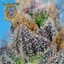Strawberry Cola Sherbet F1 Fast V by Sweet Seeds THC Content Potency Strength CBD Height Yield Flowering Time Indica Sativa Gene