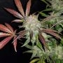 Grateful Seeds Fresh Cantaloupe Smoke Buds Weed Ganja Skunk Dope Pot Images Pics Nuggets