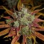 Grateful Seeds Melted Rainbow Smoke Buds Weed Ganja Skunk Dope Pot Images Pics Nuggets