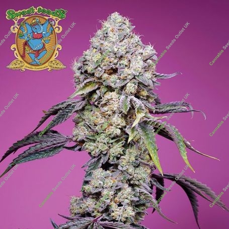 Sweet Mandarine Zkittlez F1 Fast V Marijuana Strain by Sweet Seeds For Sale Online at Cannabis Seeds Outlet