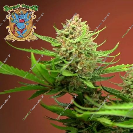 Red Mimosa XL Auto Feminized Marijuana Strain by Sweet Seeds For Sale Online at Cannabis Seeds Outlet