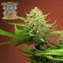 Red Mimosa XL Auto Feminized Marijuana Strain by Sweet Seeds For Sale Online at Cannabis Seeds Outlet