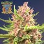 Sweet Seeds Red Mimosa XL Auto Smoke Buds Weed Ganja Skunk Dope Pot Images Pics Nuggets