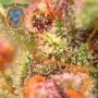 Red Mimosa XL Auto Feminized by Sweet Seeds THC Content Potency Strength CBD Height Yield Flowering Time Indica Sativa Genetics